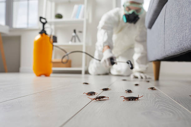 Commercial Rodent Management in Burke Centre